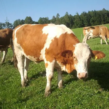 Haus Stueckler * Steinbach am Attersee