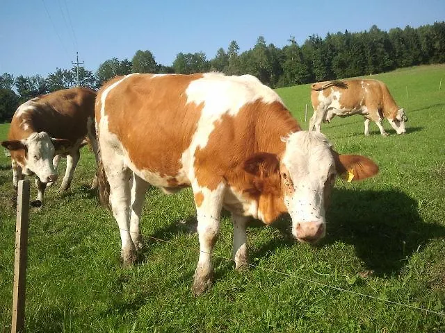 Haus Stueckler * Steinbach am Attersee